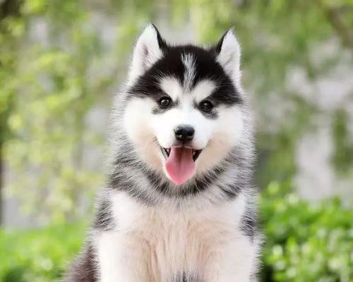 失格哈士奇幼犬价格是多少？购买时需注意什么？