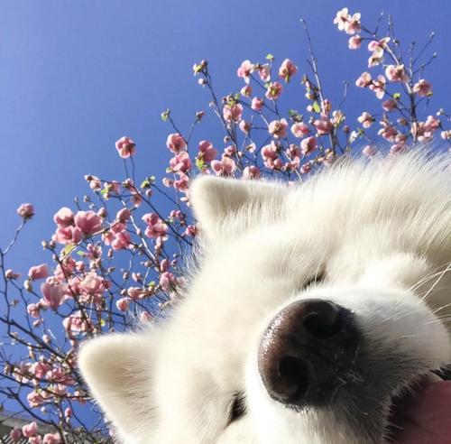 如何给萌萌的萨摩耶犬提供健康的饮食（了解你的萨摩耶犬）