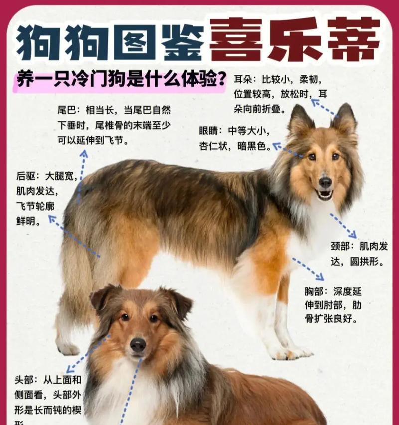 苏牧不吃狗粮怎么办？如何提高狗狗的食欲？