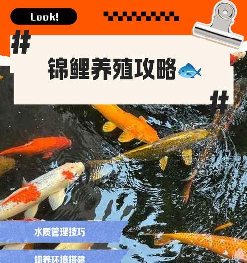 中国锦鲤的养殖最佳时机是什么时候?开始养锦鲤前需要准备什么? 中国锦鲤的养殖最佳时机是什么时候?开始养锦鲤前需要准备什么?