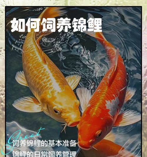 中国锦鲤的养殖最佳时机是什么时候?开始养锦鲤前需要准备什么? 中国锦鲤的养殖最佳时机是什么时候?开始养锦鲤前需要准备什么?