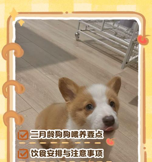 三个月大的狗狗该如何喂食？