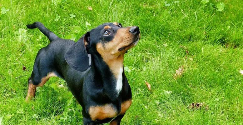 狗子皮肤猎犬是何时出现的品种?它有哪些独特特征? 狗子皮肤猎犬是何时出现的品种?它有哪些独特特征?