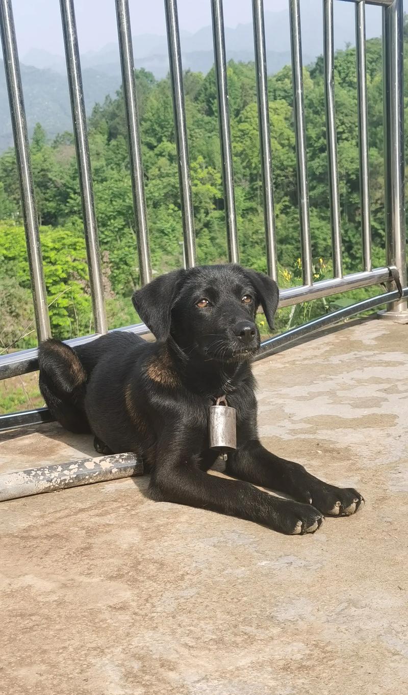 狗子皮肤猎犬是何时出现的品种?它有哪些独特特征? 狗子皮肤猎犬是何时出现的品种?它有哪些独特特征?