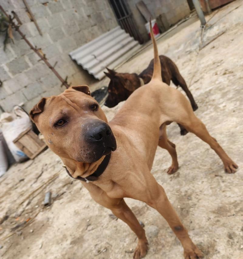 狗子皮肤猎犬是何时出现的品种?它有哪些独特特征? 狗子皮肤猎犬是何时出现的品种?它有哪些独特特征?
