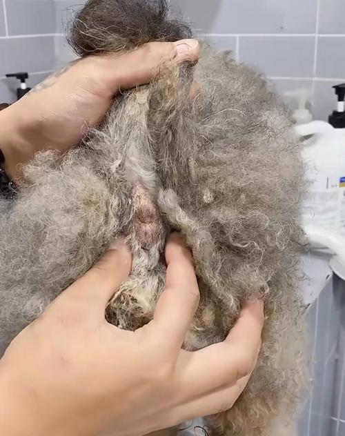 狗狗肛门腺是什么？为什么要定期清理？