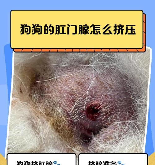 狗狗肛门腺是什么?为什么要定期清理? 狗狗肛门腺是什么?为什么要定期清理?