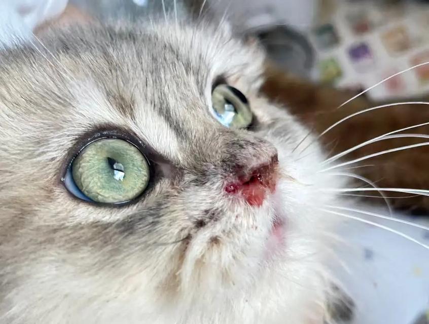 如何预防和治疗一月大小猫感冒(宠物养护知识) 如何预防和治疗一月大小猫感冒(宠物养护知识)