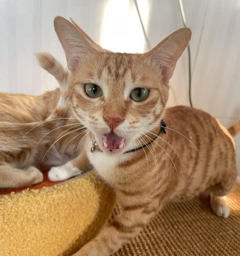 橘猫绝育了能长多少毛？绝育对橘猫毛发有何影响？
