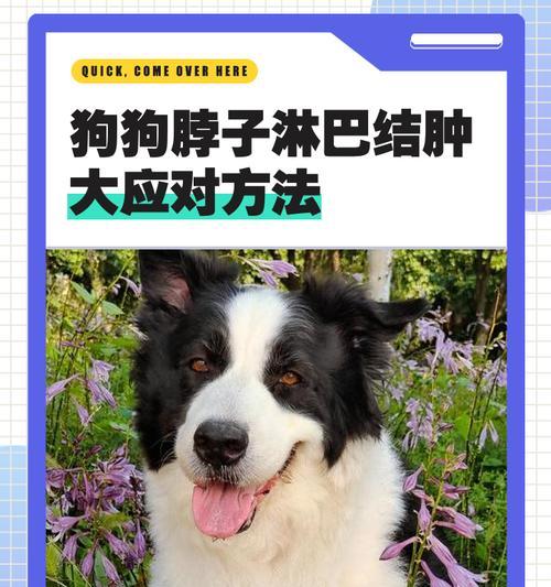 狗狗喘气的原因及应对方法