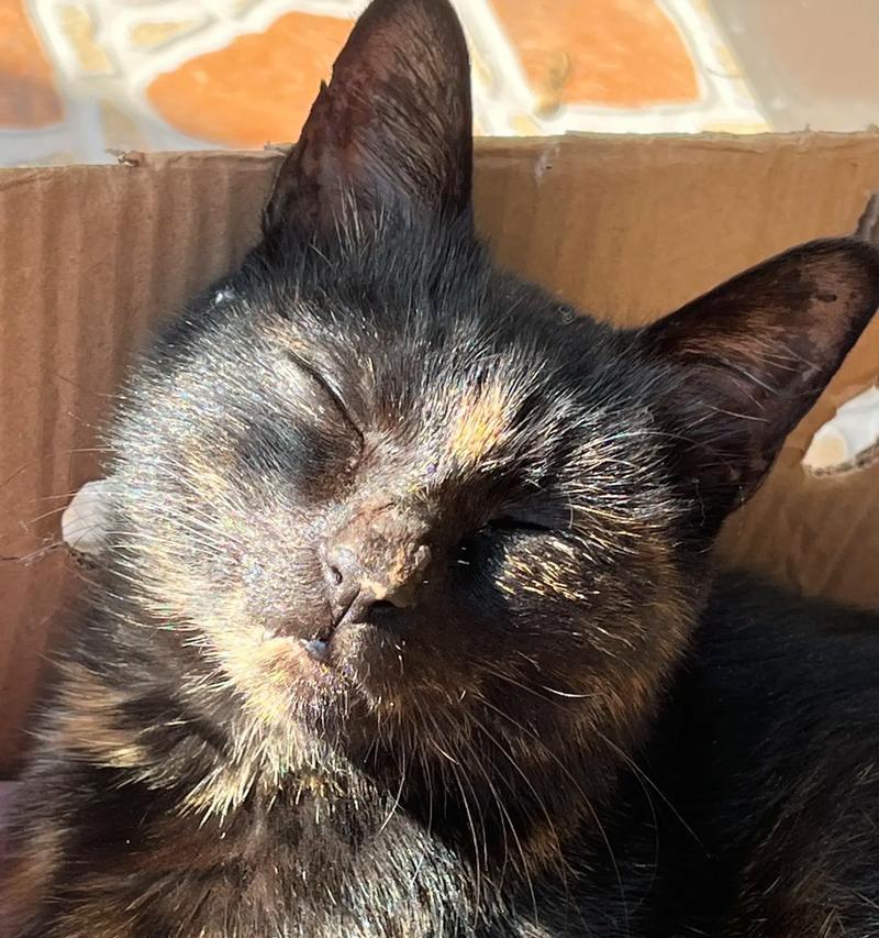 宠物小猫耳朵发黑，猫咪健康不可忽视（如何识别小猫耳朵变黑）