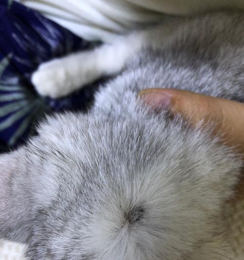 宠物小猫耳朵发黑，猫咪健康不可忽视（如何识别小猫耳朵变黑）