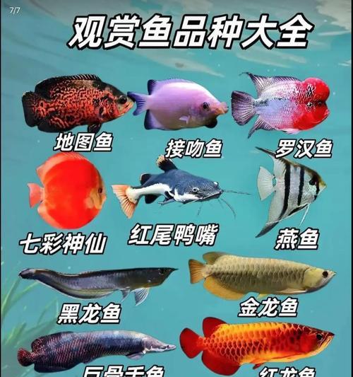 哪些观赏鱼属于活跃好动的类型？