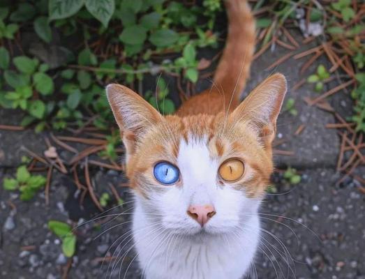 揭开小猫瞳孔大小的原因及其健康含义(揭开小猫瞳孔大小的原因及其健康含义) 揭开小猫瞳孔大小的原因及其健康含义(揭开小猫瞳孔大小的原因及其健康含义)
