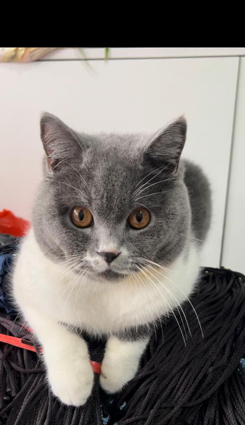 揭开小猫瞳孔大小的原因及其健康含义(揭开小猫瞳孔大小的原因及其健康含义) 揭开小猫瞳孔大小的原因及其健康含义(揭开小猫瞳孔大小的原因及其健康含义)