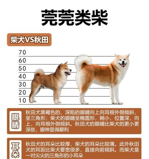 豆柴犬6斤要吃多少狗粮？如何计算合适的食量？