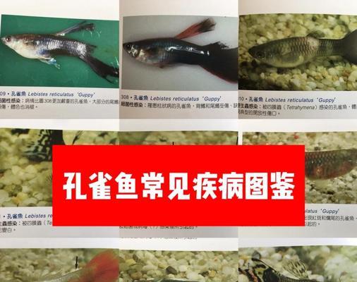 孔雀鱼尾巴有点黑是什么问题?如何处理? 孔雀鱼尾巴有点黑是什么问题?如何处理?