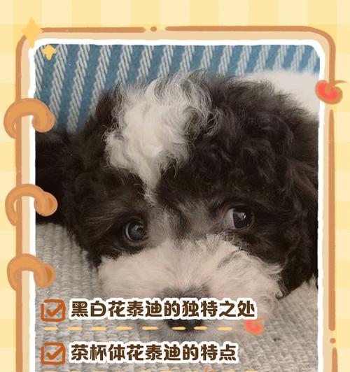 小泰迪黑白幼犬的价格是多少？购买时应注意什么？