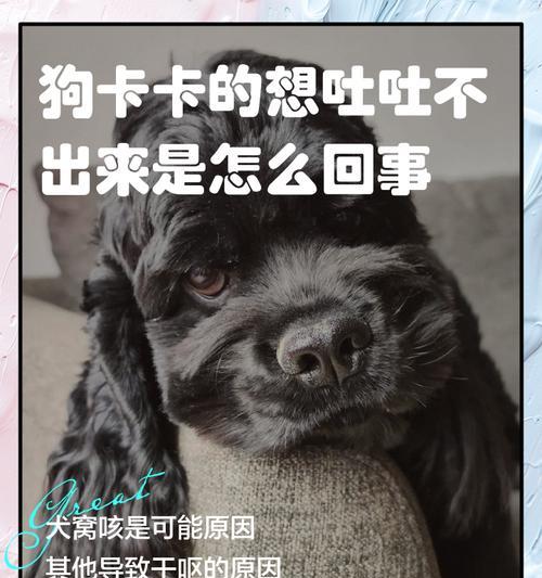 宠物小狗拉稀，如何帮助它缓解（解决小狗便秘的有效方法和对症治疗）