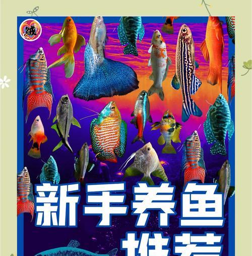 哪些观赏鱼耐水温且易于饲养？适合新手的选择是什么？