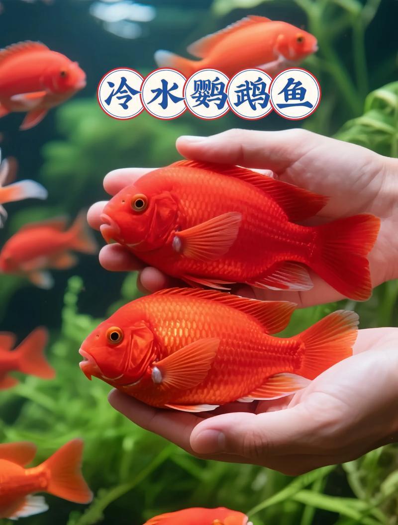 哪些观赏鱼耐水温且易于饲养？适合新手的选择是什么？