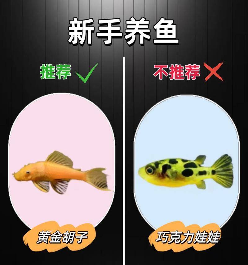 哪些观赏鱼耐水温且易于饲养？适合新手的选择是什么？