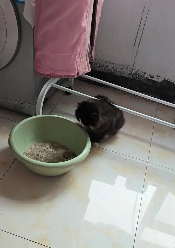 宠物小猫吐出虫子,你该怎么办(以小猫吐了几条虫为主题的宠物保健知识) 宠物小猫吐出虫子,你该怎么办(以小猫吐了几条虫为主题的宠物保健知识)