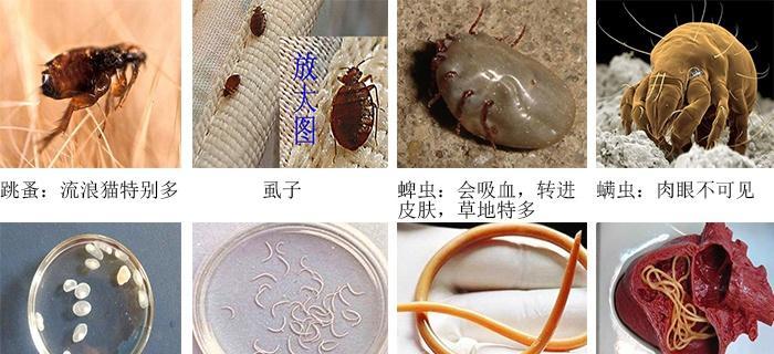 宠物小猫吐出虫子,你该怎么办(以小猫吐了几条虫为主题的宠物保健知识) 宠物小猫吐出虫子,你该怎么办(以小猫吐了几条虫为主题的宠物保健知识)