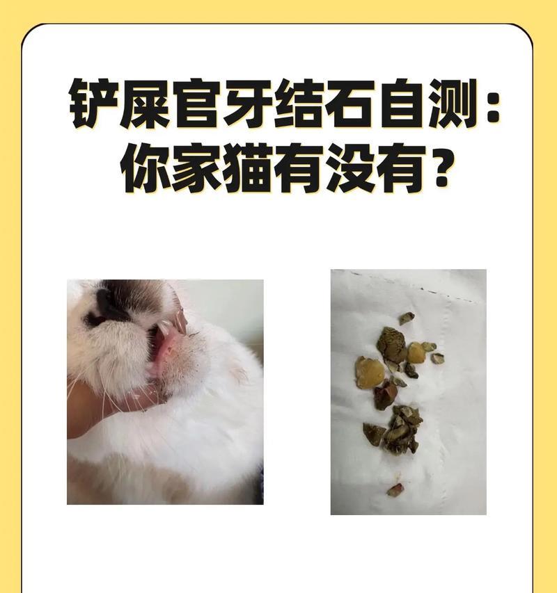 猫为什么会有口臭（了解猫咪口臭的原因和预防方法）