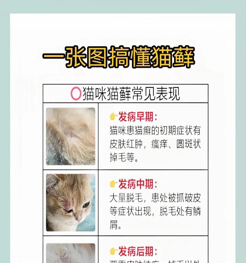 猫为什么会有口臭(了解猫咪口臭的原因和预防方法) 猫为什么会有口臭(了解猫咪口臭的原因和预防方法)