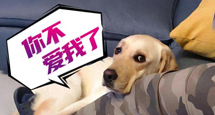 怎么判断狗狗是否饿了？摸肚子能知道吗？