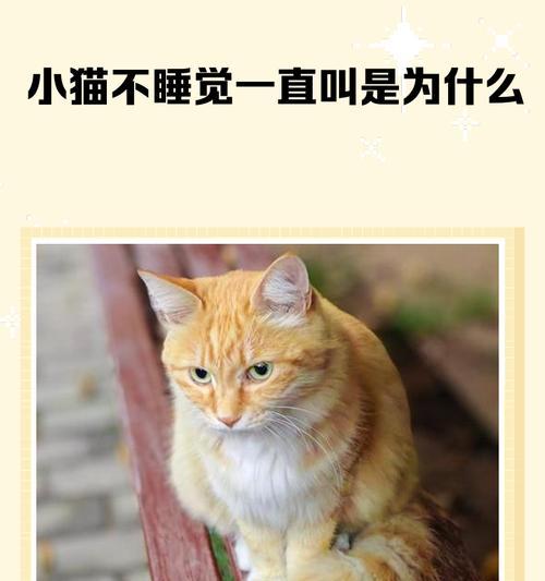 小猫叫声的美妙之处（以宠物为主）
