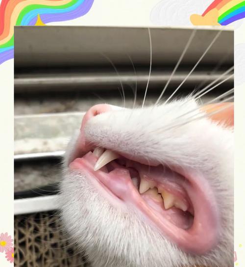 猫咪口臭和便便异味之探究（了解猫咪身体健康）