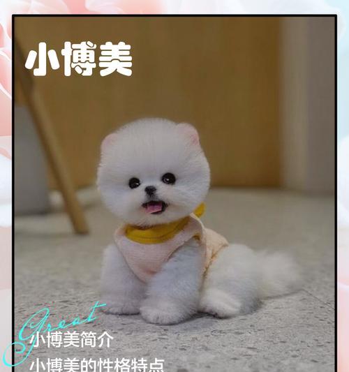 博美犬棕色剃毛是否合适？费用大概需要多少？