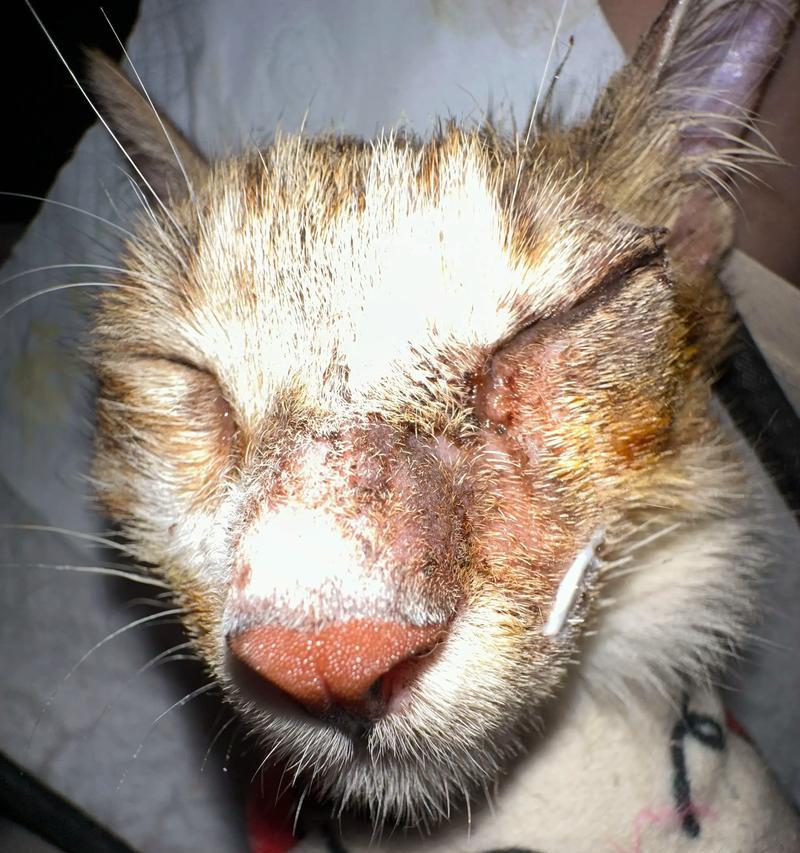 小猫也能剃毛治疗猫癣（宠物美容除毛的必备技能）