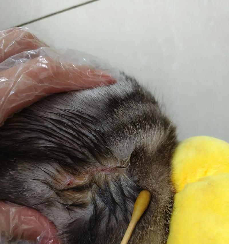 小猫也能剃毛治疗猫癣（宠物美容除毛的必备技能）