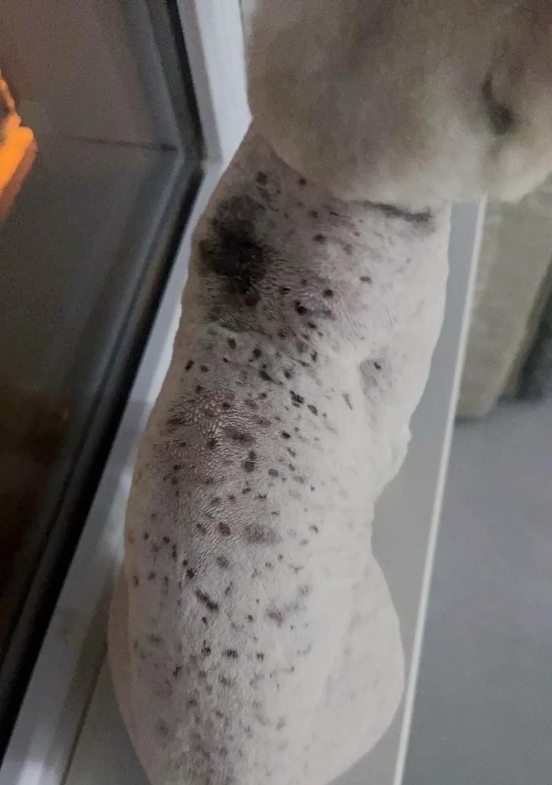 小猫也能剃毛治疗猫癣（宠物美容除毛的必备技能）