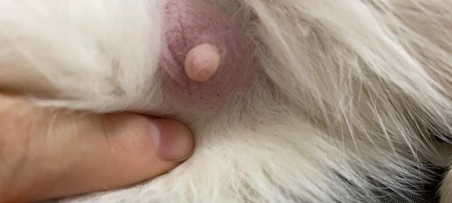 揭秘猫咪白色小点点的奥秘（令人不得不知的猫咪健康知识）