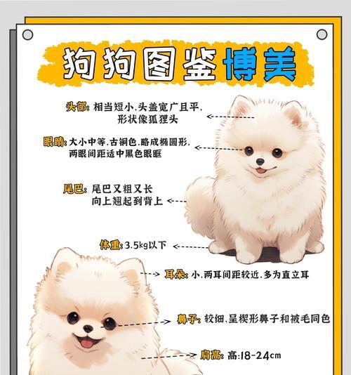 博美犬幼犬价格是多少？购买时应注意什么？
