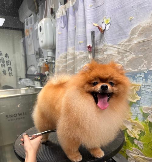 博美犬换发型后需要注意什么？如何选择合适的造型？