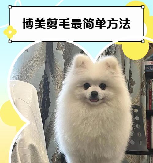 博美犬换发型后需要注意什么？如何选择合适的造型？