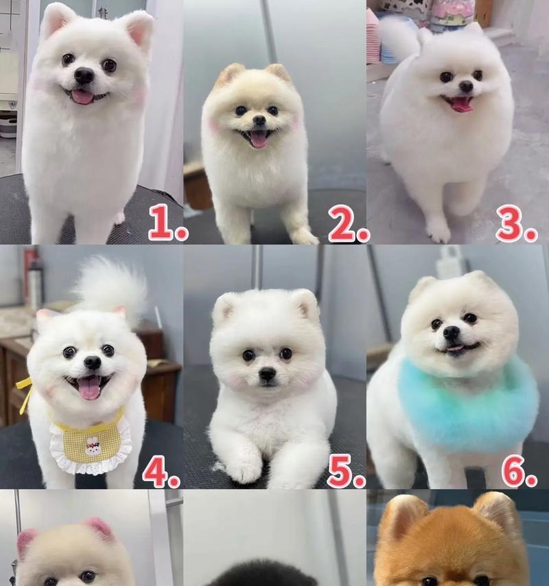 博美犬换发型后需要注意什么？如何选择合适的造型？