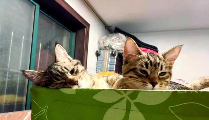 小猫需要保暖吗（宠物照顾指南）