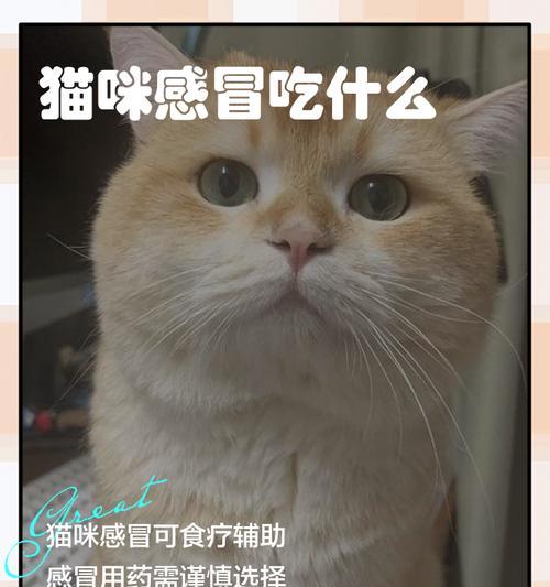 感冒小猫注意什么饮食呢？有哪些饮食禁忌？