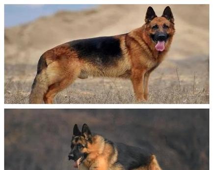 如何应对德牧犬拉血问题（宠物血便的原因）
