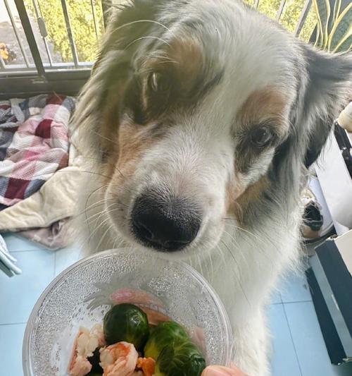 狗狗健康饮食的秘诀——以馍馍稀饭为主（营养均衡、口感丰富）