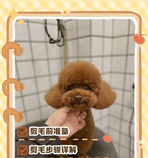 狗狗剪毛宠物怎么剪？正确的剪毛方法和工具选择是什么？
