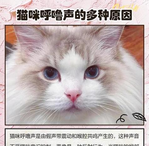 小猫不发出呼噜声的秘密（探究猫咪的呼噜习惯及影响因素）