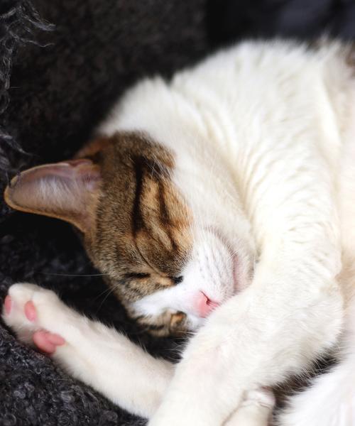 小猫不发出呼噜声的秘密（探究猫咪的呼噜习惯及影响因素）
