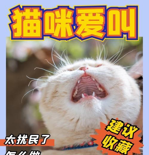 小猫不发出呼噜声的秘密（探究猫咪的呼噜习惯及影响因素）